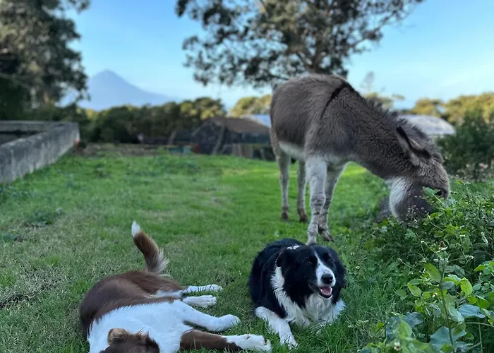 Make It Happen Farm Agroturismo Urzelina