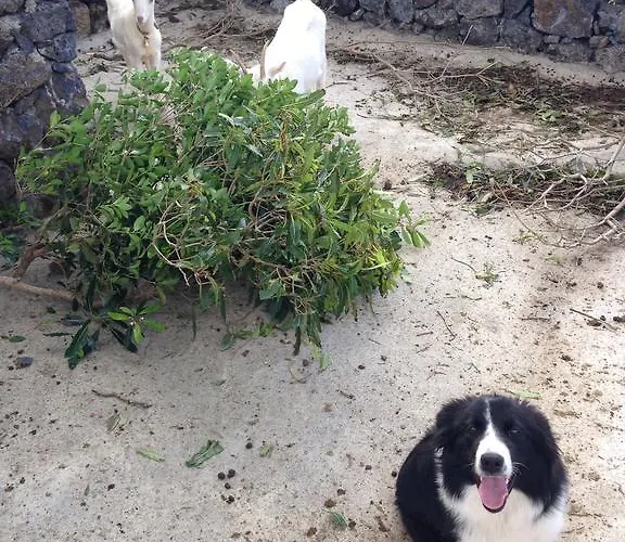 Make It Happen Farm * Urzelina