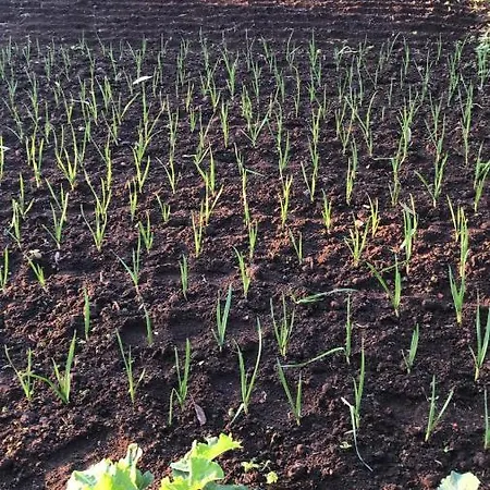 Κατάλυμα σε φάρμα Make It Happen Farm Urzelina