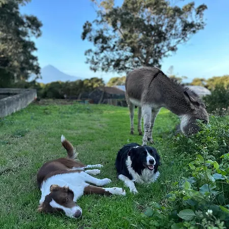 Make It Happen Farm Κατάλυμα σε φάρμα Urzelina