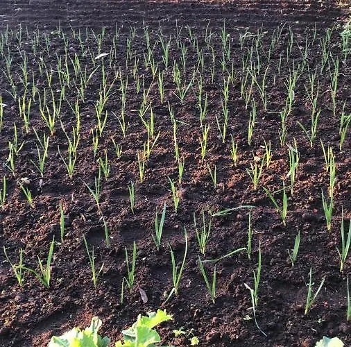 Farm stay Make It Happen Farm Urzelina